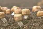 CURSO DE COGUMELO MEDICINAL AGARICUS BLAZEI